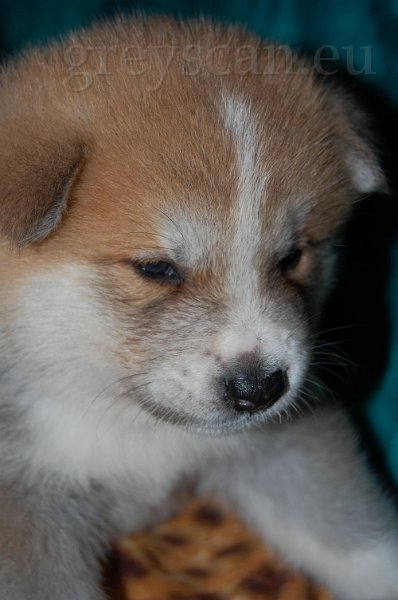 25 výstavní kousek.jpg